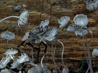 Coprinopsis stercorea 1, Kleine korrelinktzwam, Saxifraga-Lucien Rommelaars