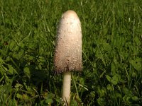 Coprinus comatus, Shaggy Inkcap