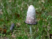 Coprinus comatus 11, Geschubde inktzwam, Saxifraga-Bart Vastenhouw