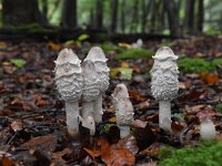 Coprinus comatus 14, Geschubde inktzwam, Saxifraga-Luuk Vermeer