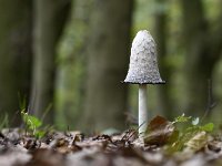 Coprinus comatus 16, Geschubde inktzwam, Saxifraga-Luuk Vermeer