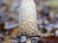 Coprinus comatus 19, Geschubde inktzwam, Saxifraga-Luuk Vermeer