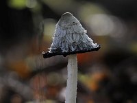 Coprinus comatus 25, Geschubde inktzwam, Saxifraga-Luuk Vermeer