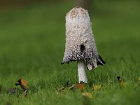 Coprinus comatus 26, Geschubde inktzwam, Saxifraga-Luuk Vermeer