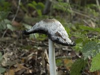 Coprinus comatus 28, Geschubde inktzwam, Saxifraga-Willem van Kruijsbergen