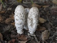 Coprinus comatus 29, Geschubde inktzwam, Saxifraga-Willem van Kruijsbergen