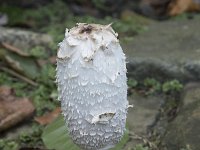 Coprinus comatus 30, Geschubde inktzwam, Saxifraga-Willem van Kruijsbergen