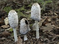 Coprinus comatus 31, Geschubde inktzwam, Saxifraga-Willem van Kruijsbergen