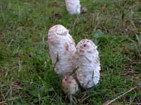 Coprinus comatus 4, Geschubde inktzwam, Saxifraga-Peter Meininger