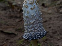 Coprinus comatus 7, Geschubde inktzwam, Saxifraga-Jan Nijendijk