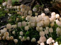 Coprinellus disseminatus 7, Zwerminktzwam, Saxifraga-Jan Nijendijk