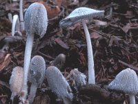 Coprinus lagopus, Hares Foot Inkcap