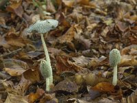 Coprinus lagopus 3, Hazenpootje, Saxifraga-Willem van Kruijsbergen