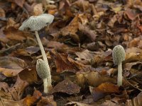 Coprinus lagopus 4, Hazenpootje, Saxifraga-Willem van Kruijsbergen