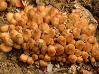 Coprinus micaceus, Glistening Inkcap