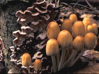 Coprinus micaceus 2, Gewone glimmerinktzwam, Saxifraga-Jan van der Straten