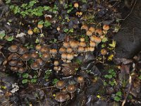 Coprinus micaceus 4, Gewone glimmerinktzwam, Saxifraga-Peter Meininger