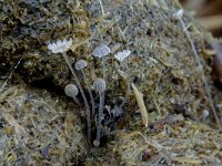 Coprinus pellucidus 1, Bleek mestdwergje, Saxifraga-Lucien Rommelaars