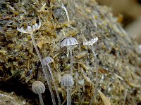 Coprinus pellucidus 2, Bleek mestdwergje, Saxifraga-Lucien Rommelaars