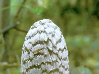 Coprinus picaceus, Magpie fungus