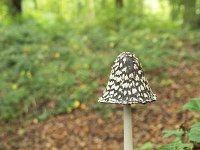 Coprinus picaceus 10, Spechtinktzwam, Saxifraga-Luuk Vermeer