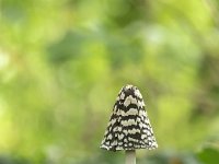 Coprinus picaceus 12, Spechtinktzwam, Saxifraga-Luuk Vermeer