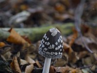 Coprinus picaceus 13, Spechtinktzwam, Saxifraga-Jan Nijendijk