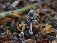 Coprinus picaceus 14, Spechtinktzwam, Saxifraga-Jan Nijendijk