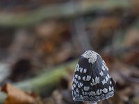 Coprinus picaceus 15, Spechtinktzwam, Saxifraga-Jan Nijendijk