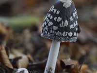 Coprinus picaceus 16, Spechtinktzwam, Saxifraga-Jan Nijendijk