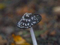 Coprinus picaceus 17, Spechtinktzwam, Saxifraga-Jan Nijendijk