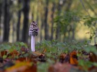 Coprinus picaceus 19, Spechtinktzwam, Saxifraga-Jan Nijendijk