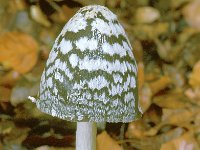 Coprinus picaceus 2, Spechtinktzwam, Saxifraga-Jan de Laat