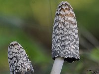 Coprinus picaceus 22, Spechtinktzwam, Saxifraga-Jan Nijendijk