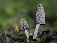 Coprinus picaceus 23, Spechtinktzwam, Saxifraga-Jan Nijendijk