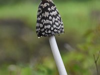 Coprinus picaceus 27, Spechtinktzwam, Saxifraga-Jan Nijendijk