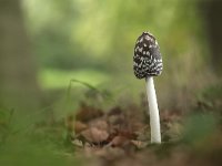 Coprinus picaceus 5, Spechtinktzwam, Saxifraga-Luuk Vermeer