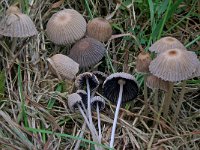 Coprinus plicatilis