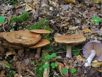 Cortinarius anserinus 3, Geurende gordijnzwam, Saxifraga-Lucien Rommelaars