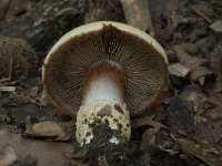 Cortinarius anserinus 5, Geurende gordijnzwam, Saxifraga-Willem van Kruijsbergen