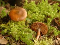 Cortinarius croceus