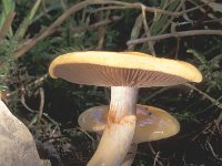 Cortinarius delibutus, Yellow Webcap