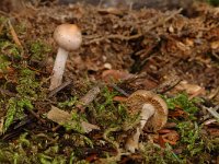 Cortinarius epipoleus 1, Saxifraga-Marijke Verhagen