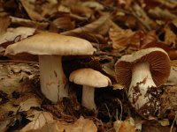 Cortinarius fraudulosus 1, Saxifraga-Jan van der Straaten