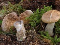 Cortinarius fraudulosus 2, Saxifraga-Jan van der Straaten