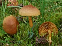 Cortinarius gentilis 1, Geelgeringde gordijnzwam, Saxifraga-Jan van der Straaten