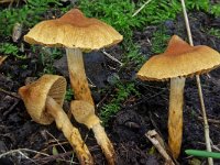 Cortinarius hinnuleus