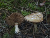 Cortinarius illibatus