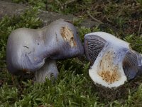 Cortinarius juranus 1, Saxifraga-Willem van Kruijsbergen