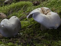 Cortinarius juranus 2, Saxifraga-Willem van Kruijsbergen